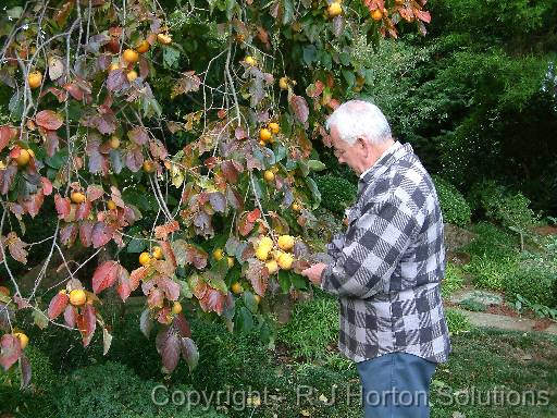 Persimmons Rudi 